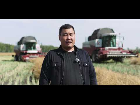 Видео: Уборка. Район М. Жумабаева. СКО. ТОО "Кызылжар МТС Агро" 4К