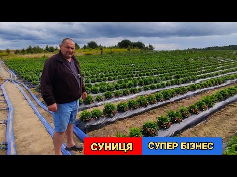 Видео: Як вирощують Суницю Професійно. Бізнес на СУНИЦІ