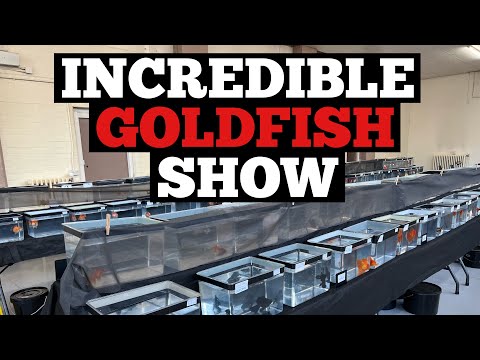 Видео: ШОУ ЗОЛОТЫХ РЫБОК в Великобритании! Сотни невероятных рыбок!
