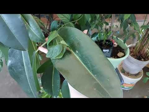 Видео: Обзор моей коллекции растений часть #3🌱🪴🌺🪷🪻🌵🌴😊