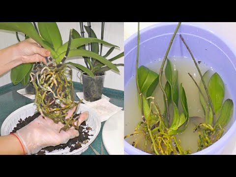 Видео: ШОК! Красивая КОЗЯВКА! БРЕЗГЛИВЫМ ЛУЧШЕ НЕ СМОТРЕТЬ! / Групповая обработка орхидей от вредителей.