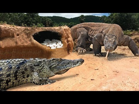 Видео: Этот Крокодил Был Обречен! Редкие сражения Животных Снятые На Камеру...