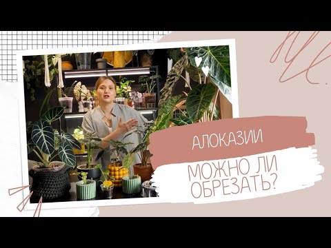 Видео: Алоказии. Коллекция. Можно ли обрезать?