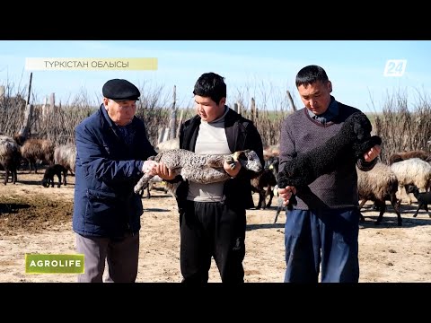 Видео: Қаракөл шаруашылығы неге тұралап қалды? | Agrolife