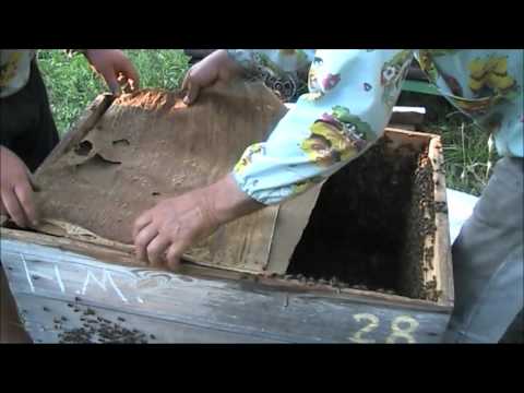 Видео: как легко исправить трутовку