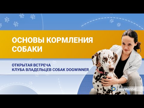 Видео: ОСНОВЫ КОРМЛЕНИЯ СОБАК. Встреча с ветеринарным врачом-диетологом Екатериной Ниговой.
