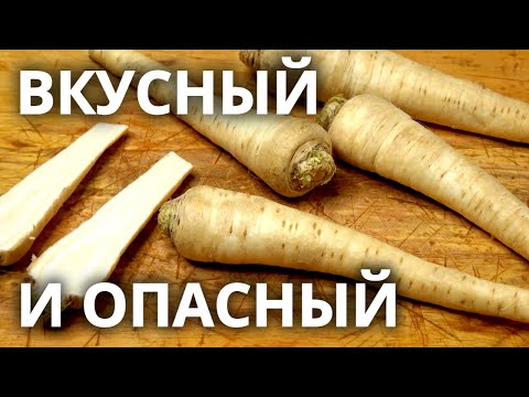 Видео: Опасны даже мертвые сухие стебли. Пастернак-поджигатель