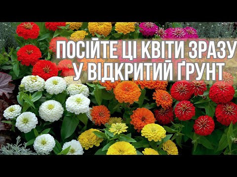 Видео: Квіти без розсади! Частина 2