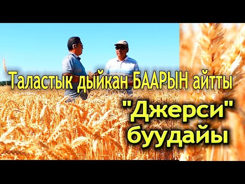 Видео: гектарына 12 тоннага чейин бере турган буудайдын түшүмүн көрүп келдик. Талас облусу КМЦ КЫРГЫЗСТАН