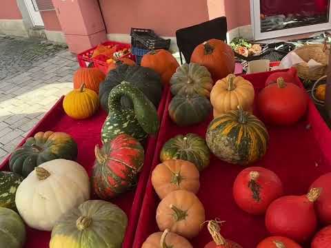 Видео: Осенний вайб /My🍀Collection/ Городской движ🍁