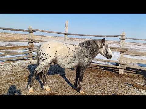 Видео: Қарашұбардың биылғы құлындары
