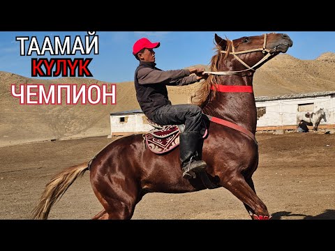 Видео: ЧЕМПИОН 21 далили менен КҮЛҮК АТ👍9 ноября 2025 г.