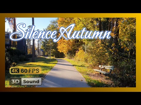 Видео: 3D Звуки Тихой Осени на Прогулке в Дюнах Юрмалы | 3D Sounds of Quiet Autumn Walk in Jurmala