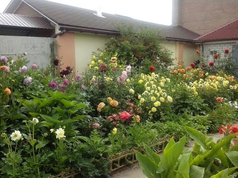 Видео: ПОСАДКА И ВЫРАЩИВАНИЕ ГЕОРГИН. МАСТЕР-КЛАСС