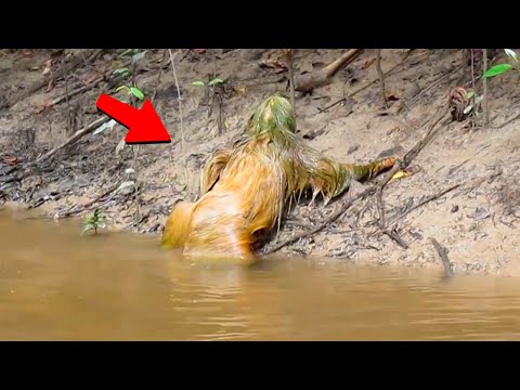 Видео: ЭТОТ МУЖЧИНА СНЯЛ НА КАМЕРУ, КАК КАКОЕ-ТО СУЩЕСТВО ВЫПОЛЗЛО ИЗ ВОДЫ
