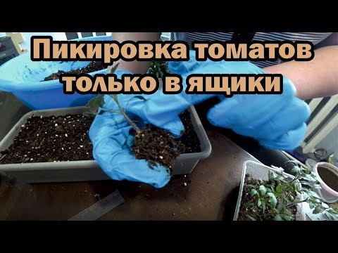 Видео: Почему я пикирую помидоры только в ящики?