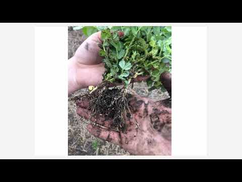 Видео: Анализ практического применения различных посевных агрегатов для технологии No-till