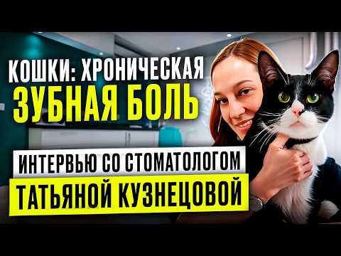 Видео: Почти 80 % кошек столкнутся с зубной болью, но ветеринары на осмотре не скажут этого