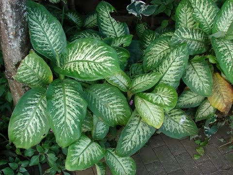 Видео: Диффенбахия Dieffenbachia Houseplants75 Комнатные растения75 Decorative plants Декоративные растения
