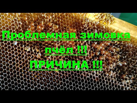Видео: ПОЧЕМУ ПЧЁЛЫ ОПОНАШИВАЮТСЯ И ГИБНУТ ЗИМОЙ ПРИ НАЛИЧИИ КАЧЕСТВЕННОГО МЁДА ???