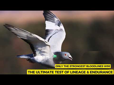 Видео: От 6000 птиц до 1 чемпиона — гоночный голубь Thailand Masters