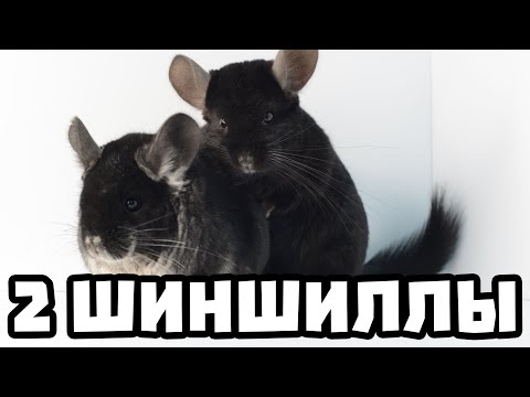 Видео: Нужна ли вам 2-я шиншилла? | Дороже ли содержать 2-х шиншилл?