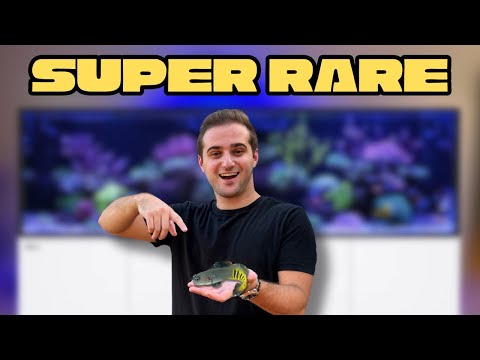 Видео: Я КУПИЛ РЫБУ, КОТОРОЙ НЕТ НИ У КОГО ДРУГОГО!! (ЭТО ЗАКОННО??)