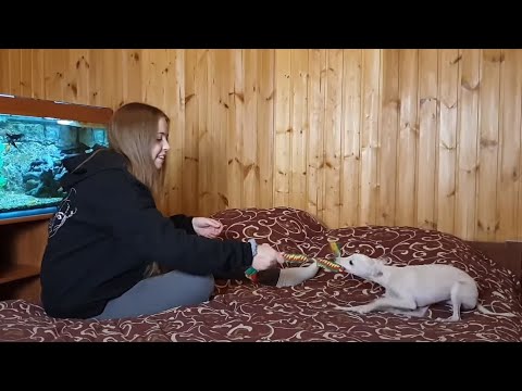 Видео: Как научить щенка правилам игры. Левретка Софи