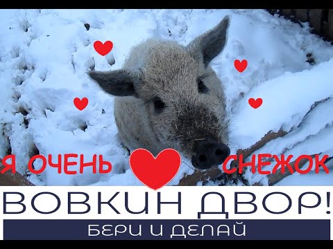 Видео: Про экстерьер свиней Венгерской Пуховой Мангалицы которых засыпало снегом! // Вовкин Двор! // Влог.