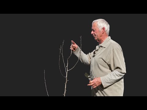 Видео: Как правильно обрезать только что посаженную грушу? Смотрите несколько примеров — ЧАСТЬ 1 из 4