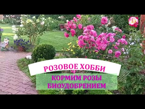 Видео: ПОДКОРМКА РОЗ БИОУДОБРЕНИЯМИ