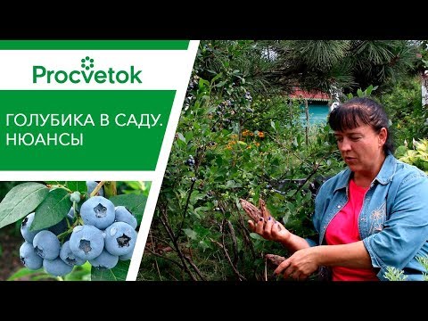 Видео: САДОВАЯ ГОЛУБИКА. Зачем сажать голубику на высокие грядки?