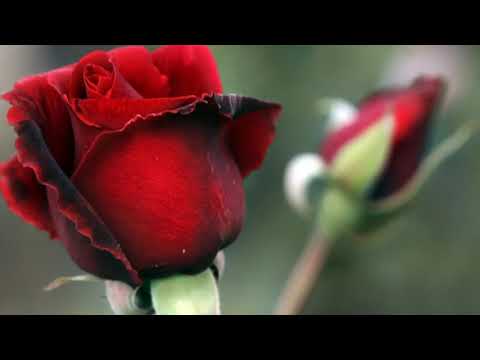 Видео: Коктейли для обработки роз от болезней и вредителей!