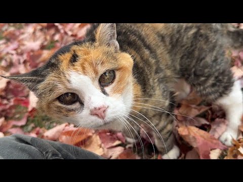 Видео: Ежедневная прогулка мисс Маффи во дворе 😸