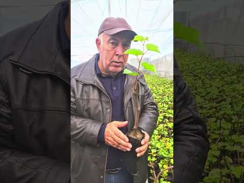 Видео: парвариши тагпайванд барои ангур.