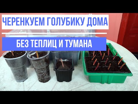 Видео: Черенкование голубики без теплиц и туманов. Часть 1.