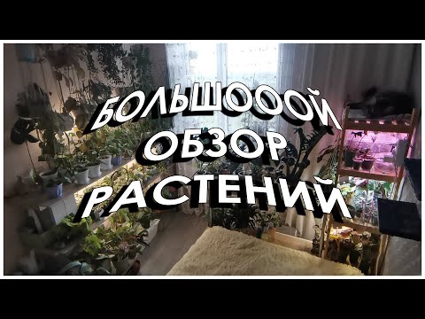 Видео: Большой обзор растений в моей комнате