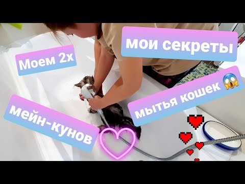 Видео: ЖИЗНЬ С МЕЙН-КУНАМИ / МОЕМ ДВУХ МЕЙН-КУНОВ / МОИ СЕКРЕТЫ ГРУМИНГА