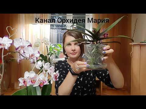 Видео: Поливаю так... КОРНИ орхидеи НЕ будут ГНИТЬ. ошибки МОКРЫЕ ПЯТОЧКИ. Полив, уход. Ответы на вопросы