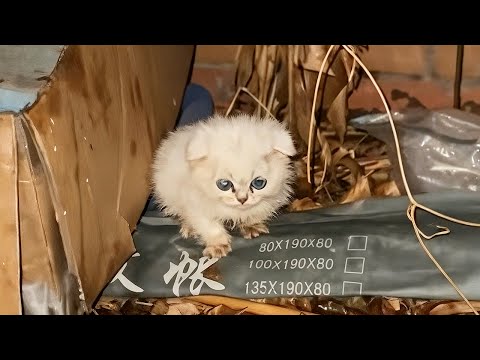 Видео: Я нашёл «сломленного» котёнка 😭 — но ты никогда не угадаешь, как он выглядит сейчас!