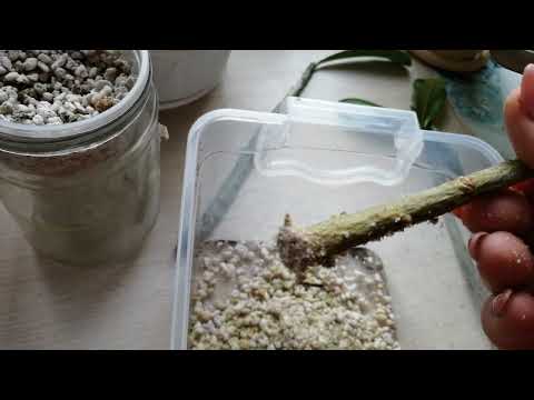 Видео: 24.11.22г. Обзор черенков адешек (укоренение в перлите)