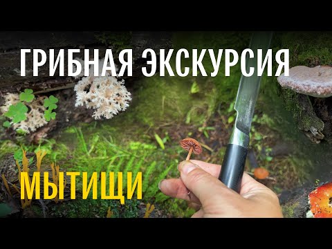 Видео: Грибы мытищинского лесопарка. Серая лисичка, валуй, молочай и другие грибы. Михаил Вишневский