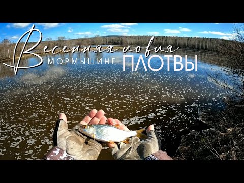Видео: Весенняя ЛОВЛЯ ПЛОТВЫ. Мормышинг