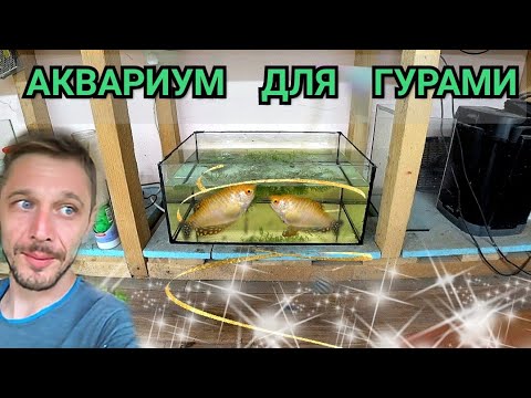 Видео: Меченоска родила. Аквариум для нереста гурами. Петушки на нерест
