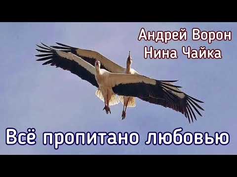 Видео: Андрей Ворон. Всё пропитано любовью.