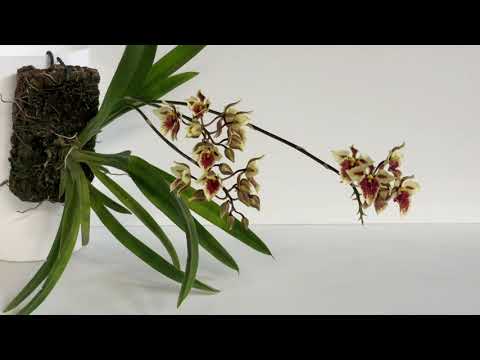 Видео: Цветение орхидей в декабре 2024