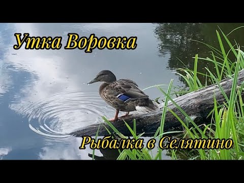Видео: На безклевье и карась рыба. Рыбалка в Селятино . Пруд Пионерский.