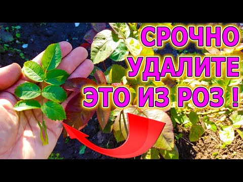 Видео: СРОЧНО УДАЛИТЕ ЭТО ИЗ РОЗ! КАК УДАЛИТЬ ШИПОВНИК В РОЗАХ НАВСЕГДА. ВЫРОС ШИПОВНИК ВМЕСТО РОЗ.