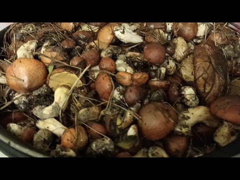 Видео: ГРИБЫ МАСЛЯТА ЖАРЕНЫЕ ОТ А ДО Я