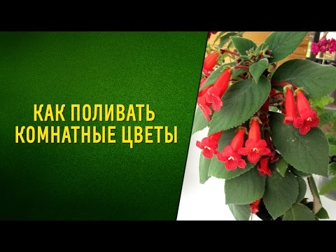 Видео: Как поливать комнатные цветы